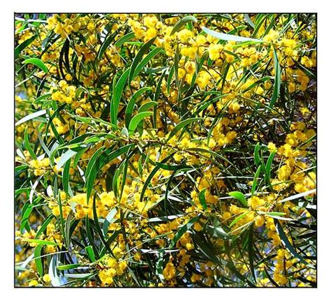 acacia confusa philippines|Acacia Confusa: Unveiling A Botanical Marvel.